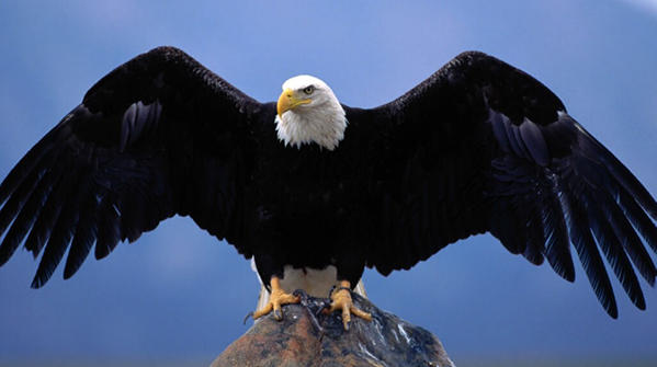 eagle is not bald.