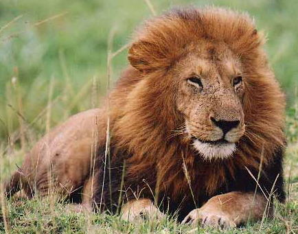 wild animals pictures lion. defeat all other animals