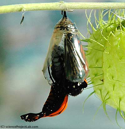 Monarch Butterfly Stages on How Are Butterflies Born     Natural World Of Living Things