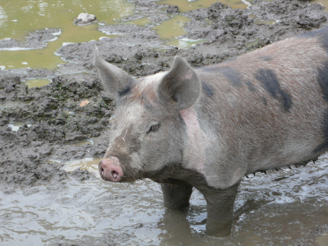 Pics Of Pigs In Mud. Pig in the mud