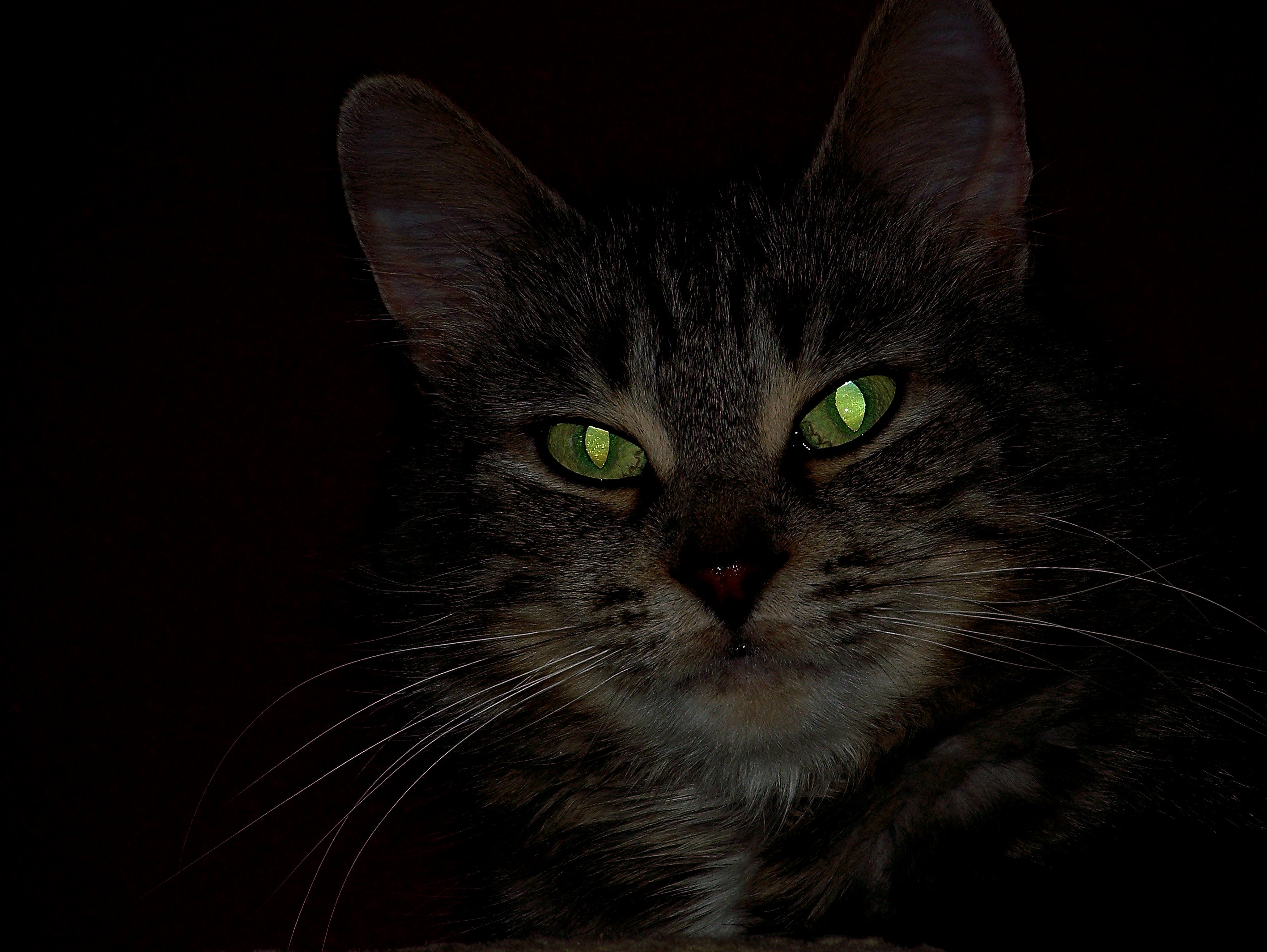 Why do cat  s eyes glow  in the dark  Natural World of 