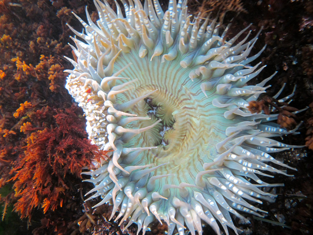 Cluster of Sea Aneмones | Natural World of Liʋing Things
